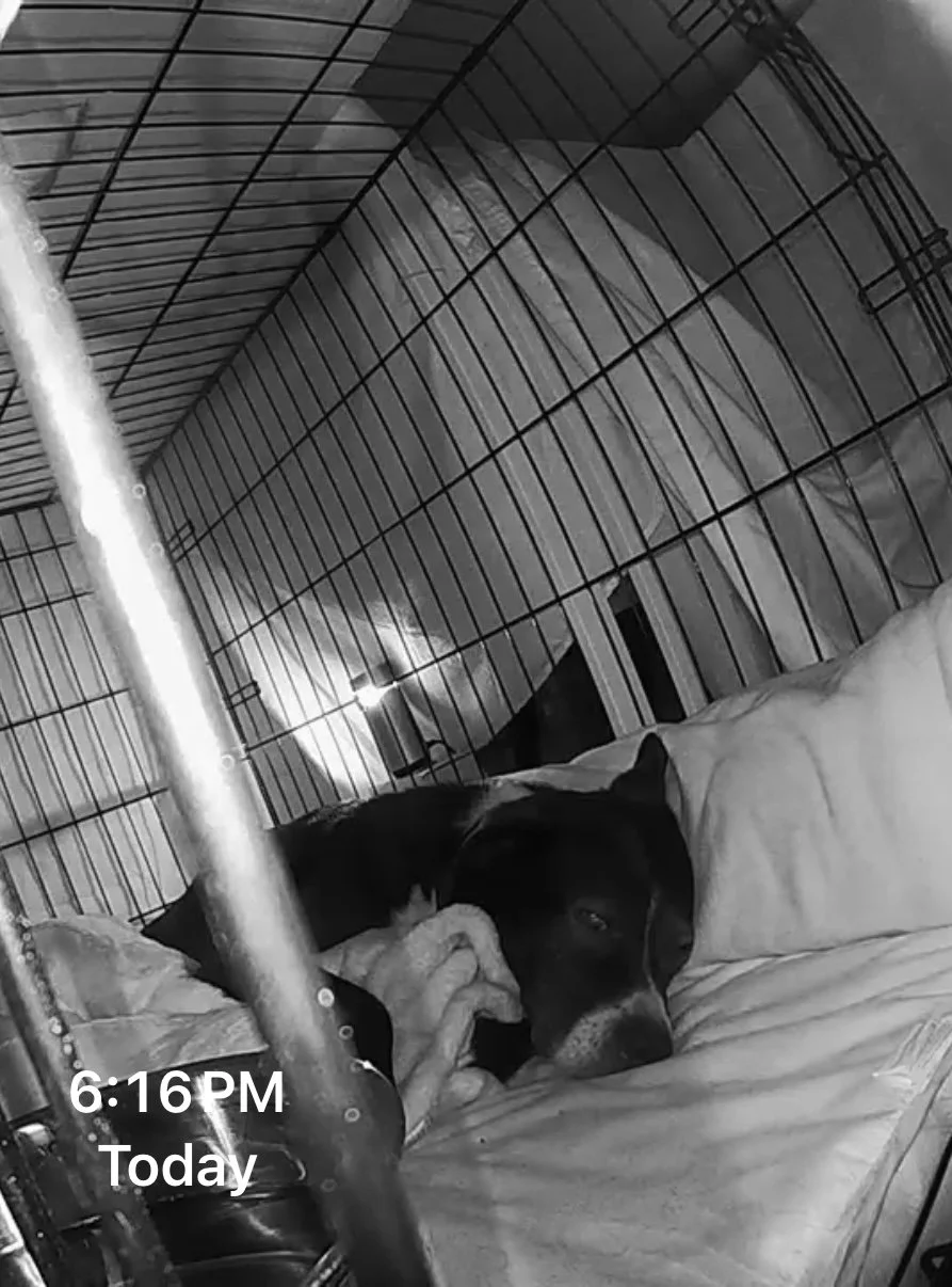 Lessons on sleep training from one of my favorite teachers: Charlie "the dog" Elfstrand