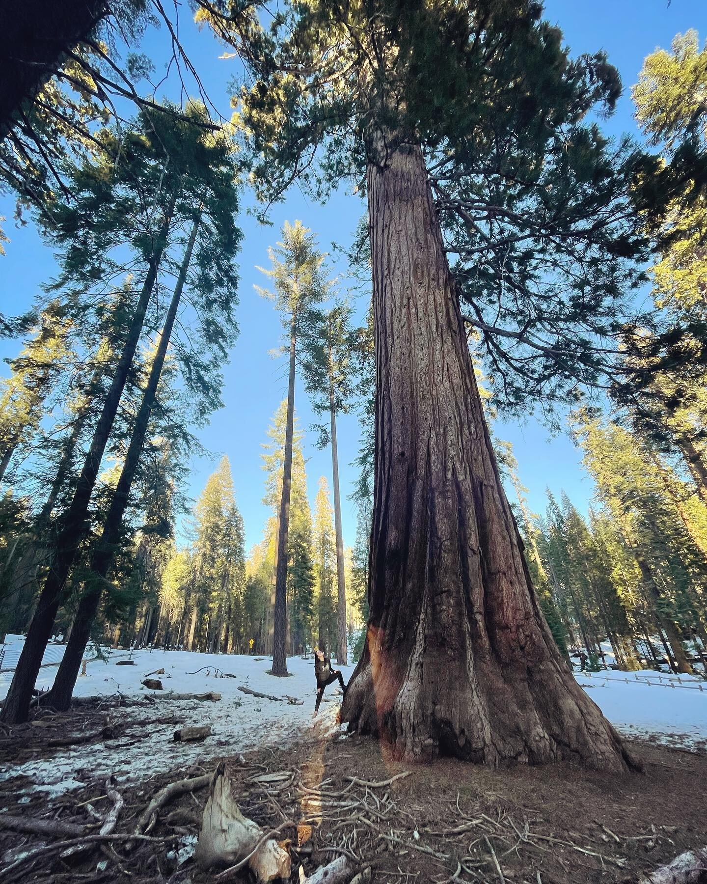 10 years of California - San Francisco 
10 anos!!! 

#yosemite #sequoia #sequoianationalpark #mariposagrove #mariposagroveofgiantsequoias  #grizzlygiant