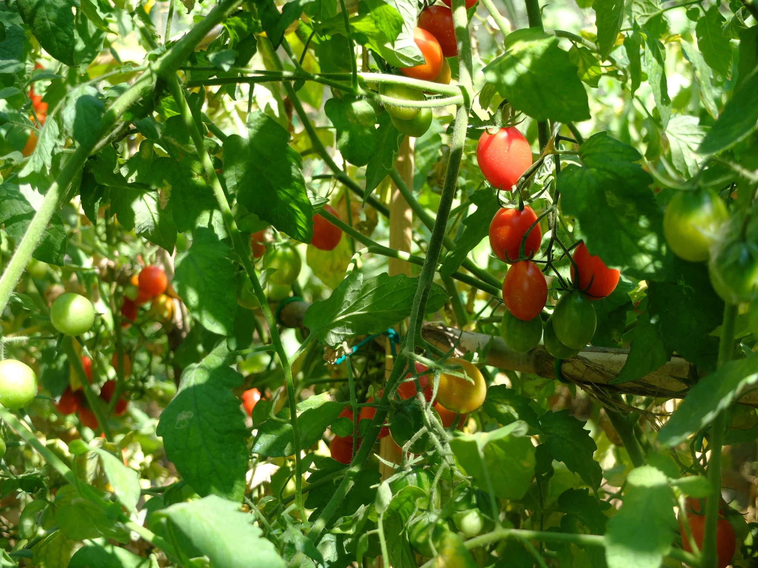 Tomatoes in our garden