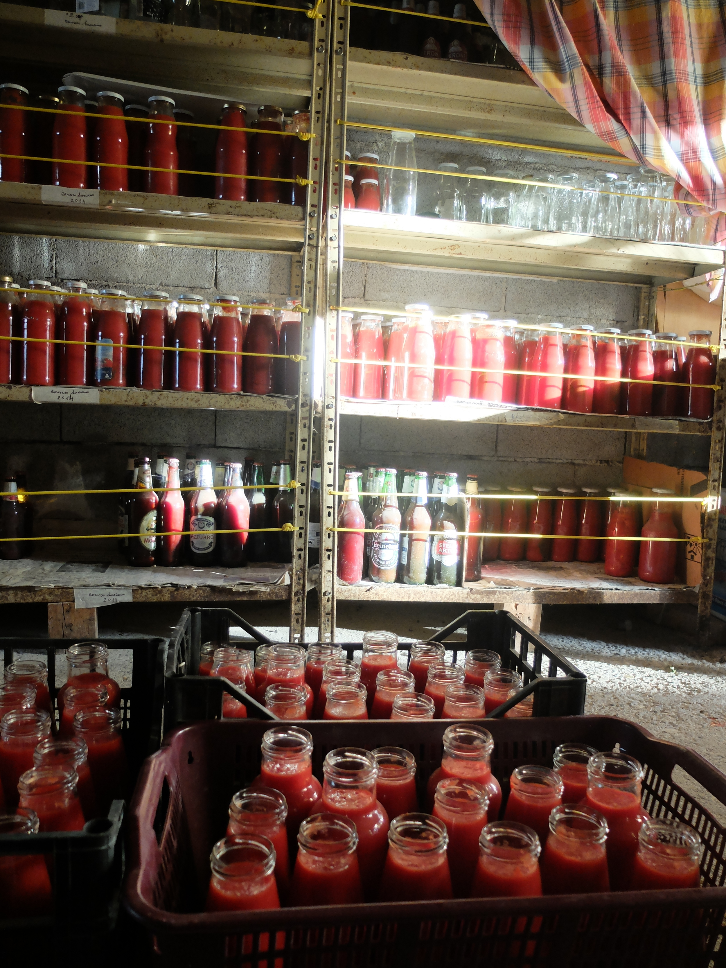 Storing our tomatoes in the cantina
