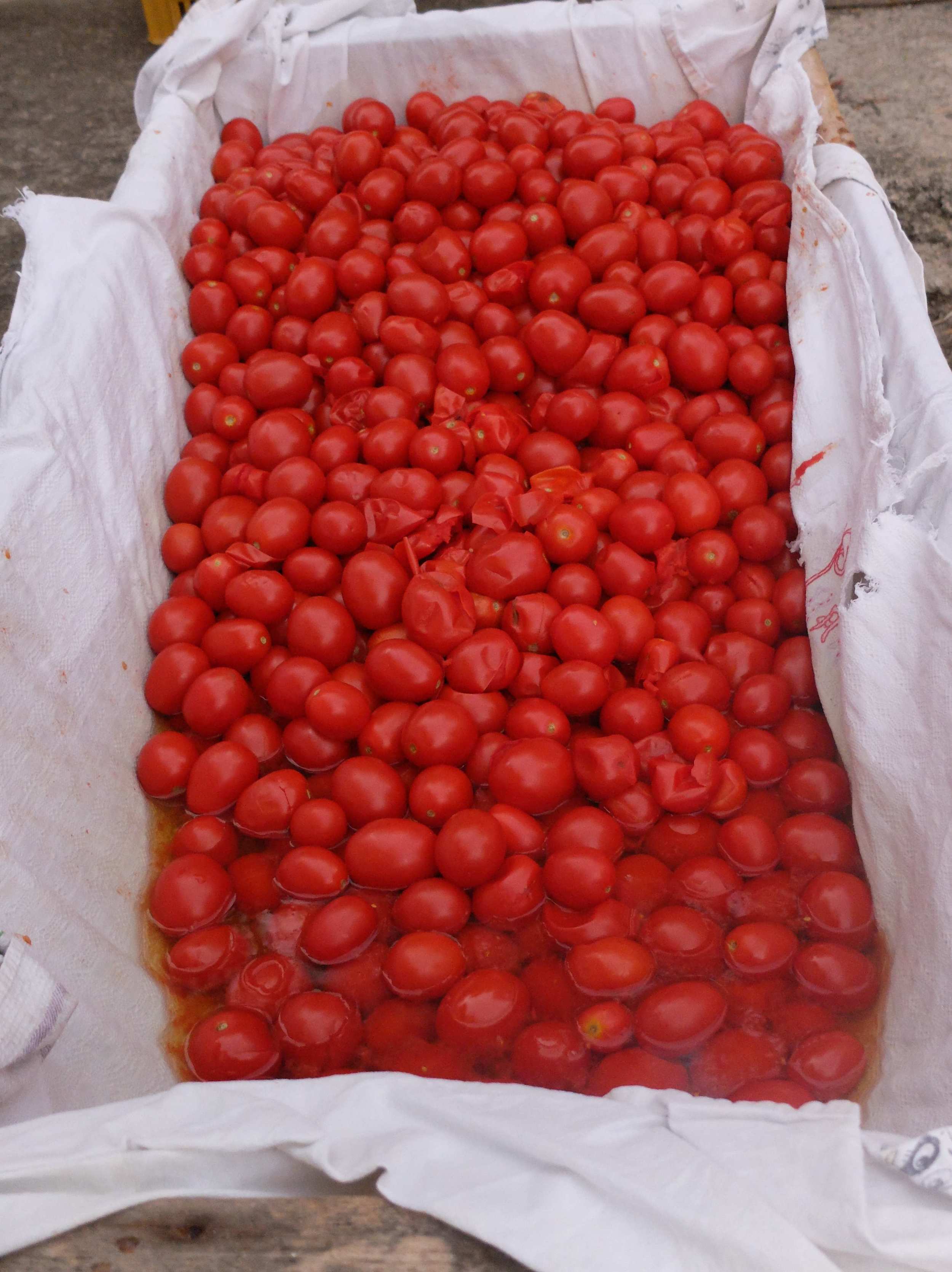 Boiled tomatoes resting in muslin