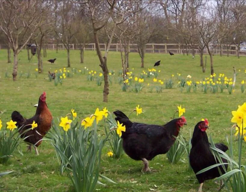 Woodpecker Farm