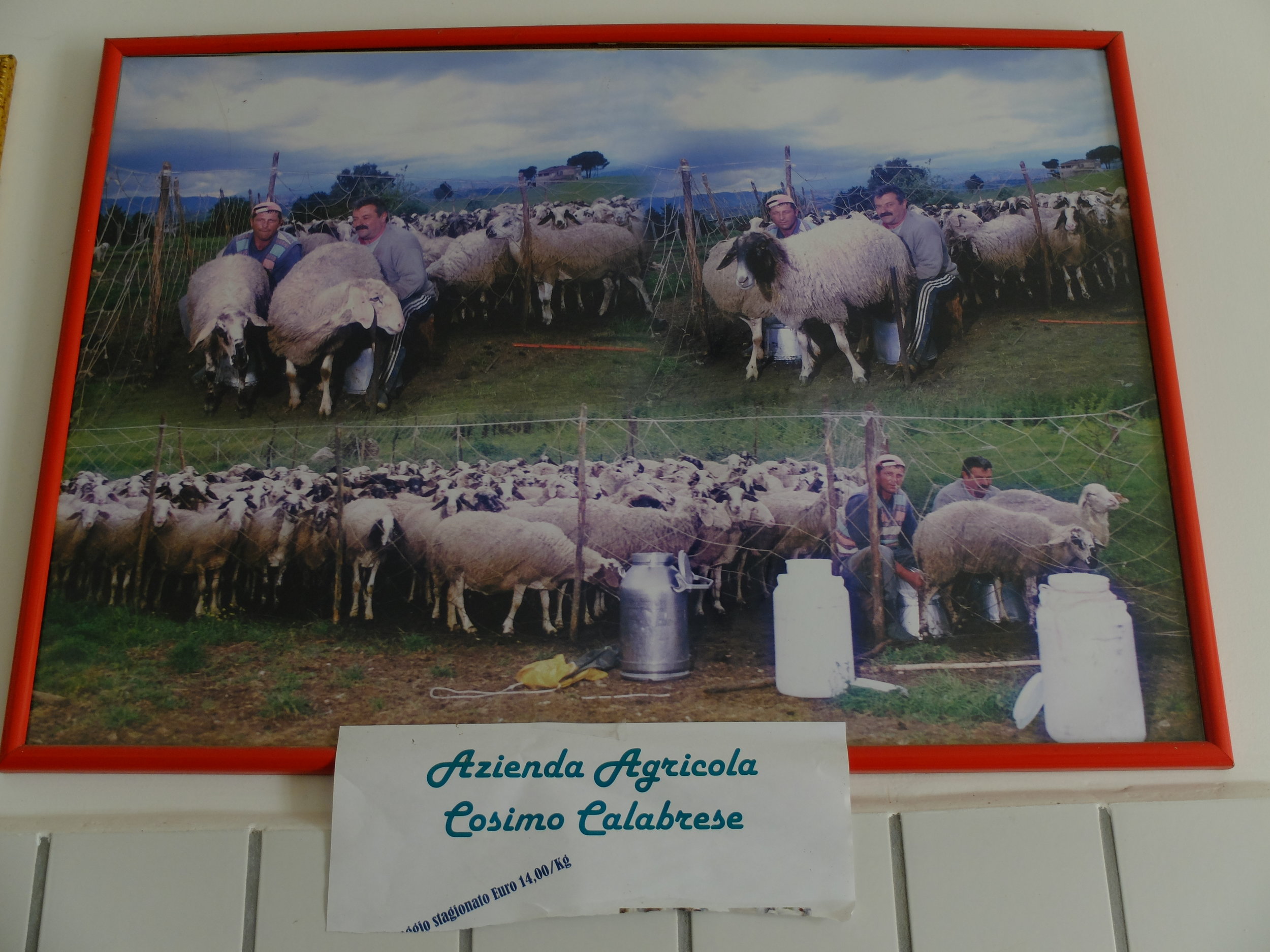 The sheep live on the mountain and are looked after by Immacolata's husband and sons