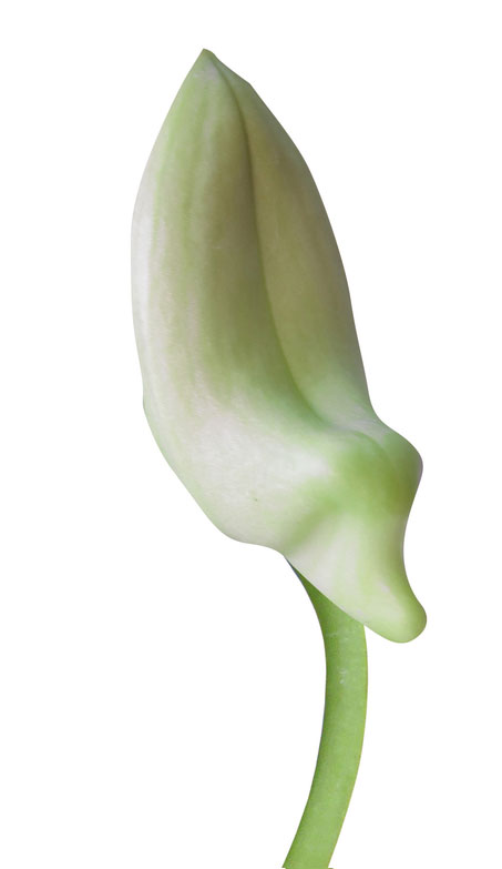 crocus-bud