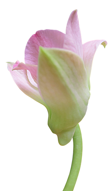 crocus-flower-half-open