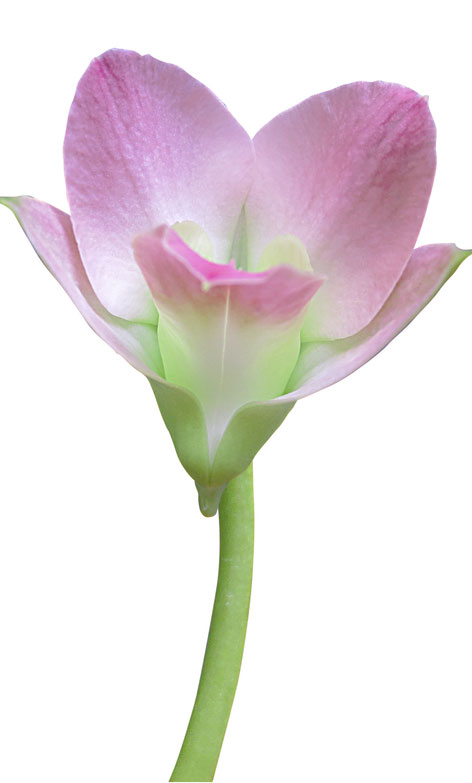 crocus-flower-open