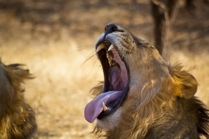 Suffering with Fatigue and Tiredness??? — Berkshire Acupuncture Clinics