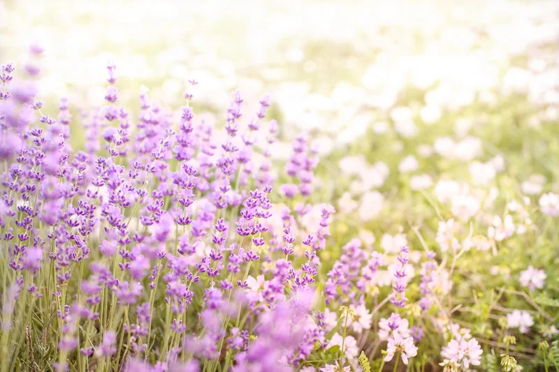 dreamstime_lavender.jpg