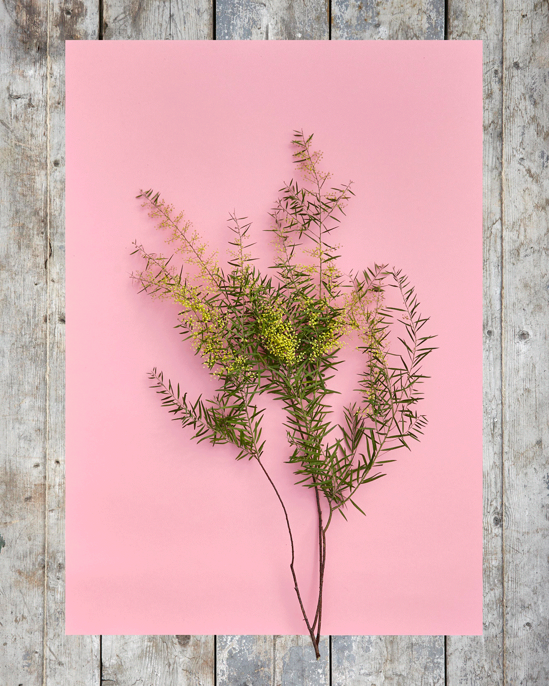 Floweshop_gif.gif