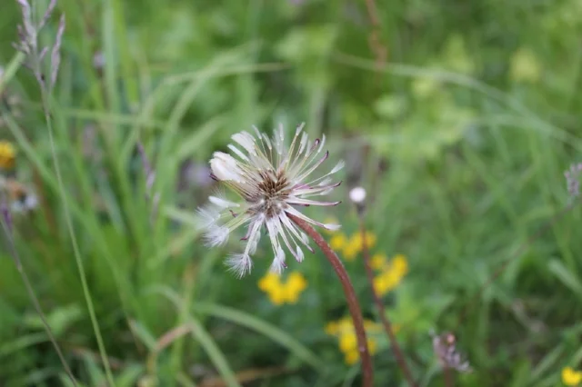 Ene mene mu, raus bist du oder  - Das Schicksal zu erkranken