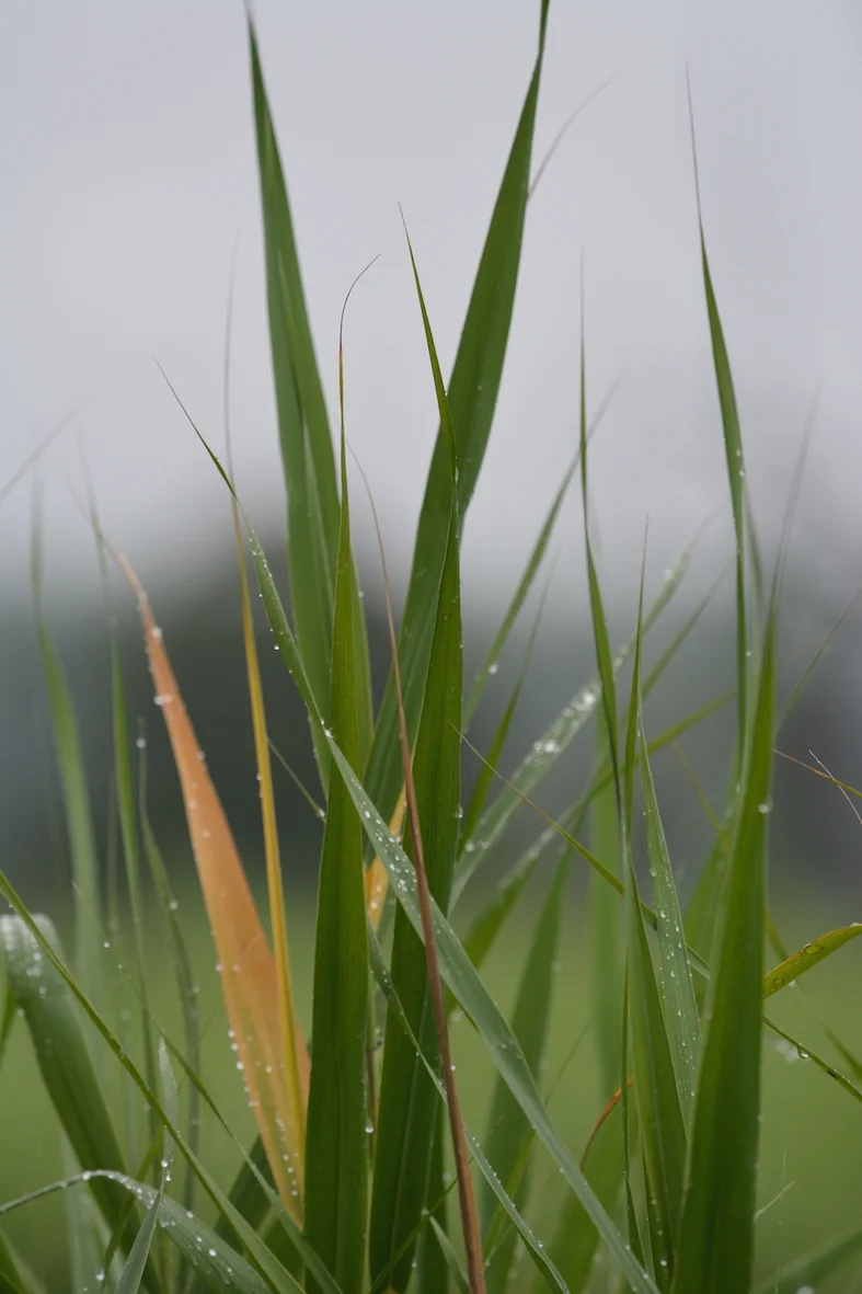 Wet Grass - Small.JPG