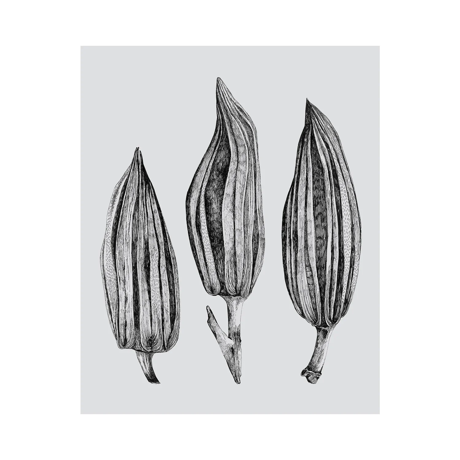  Fruits 
