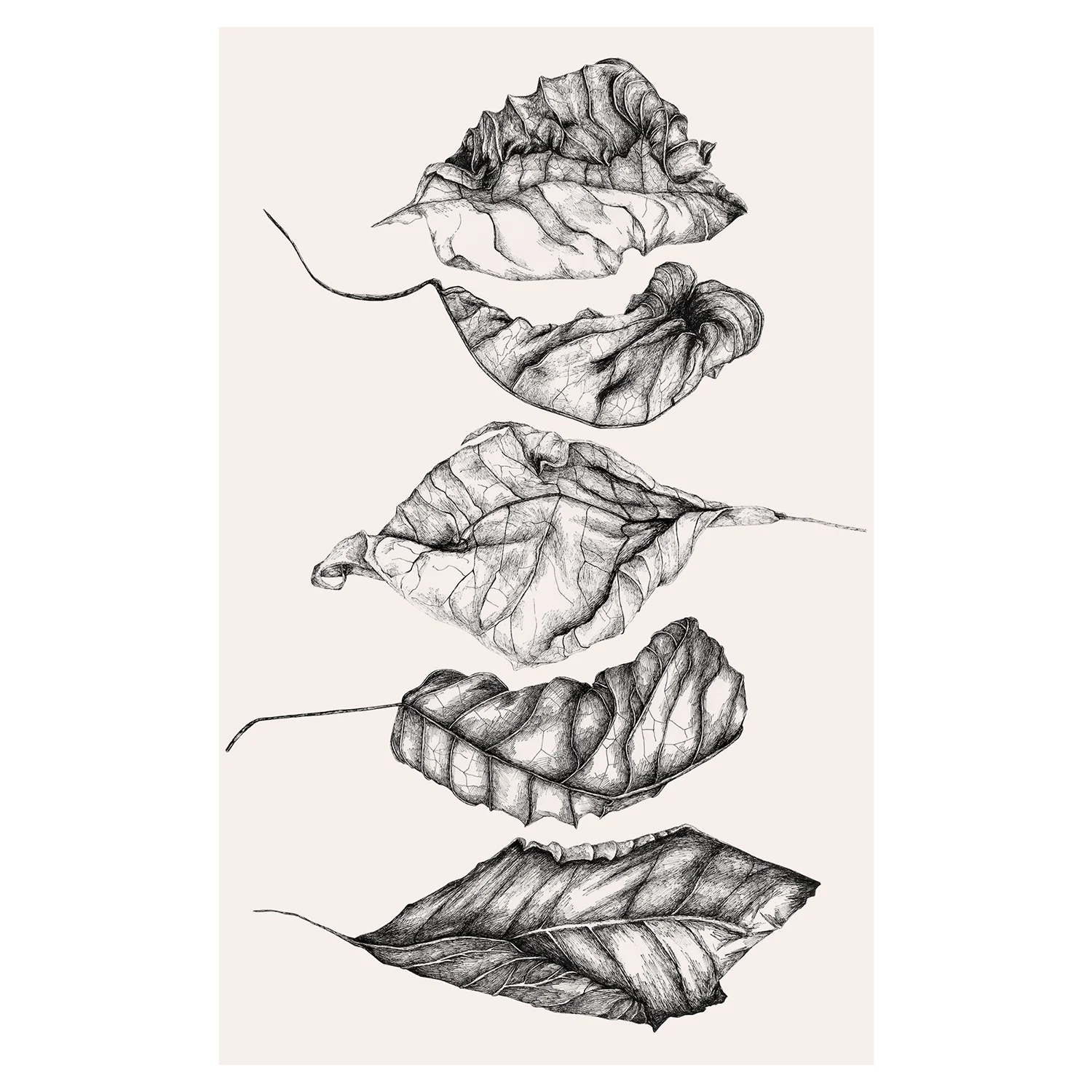  Leaves 