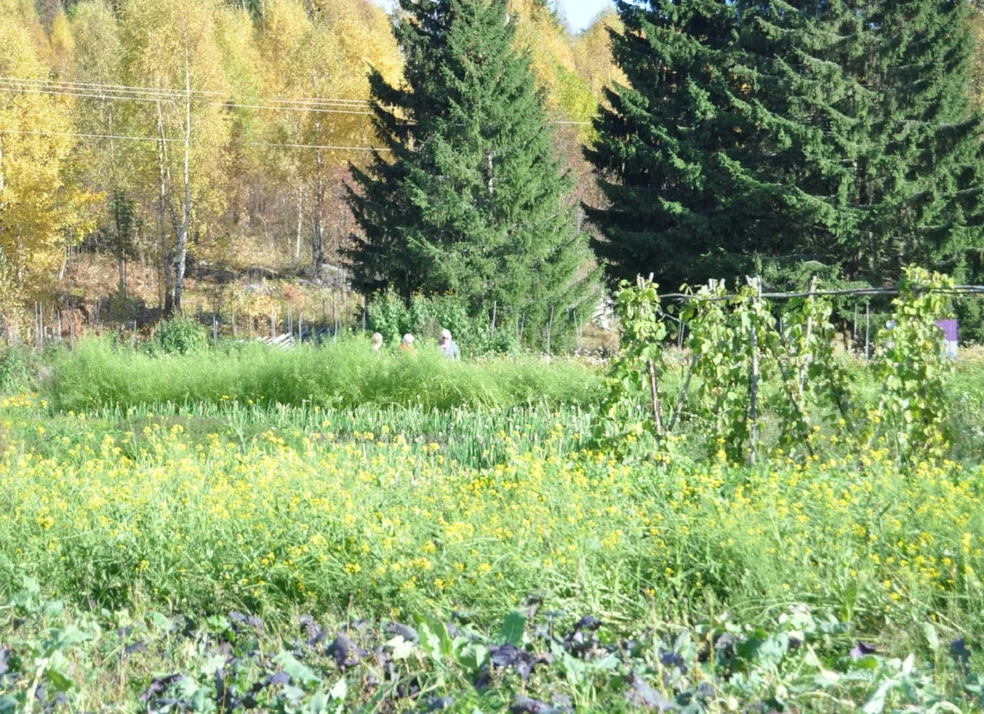 Vakkert: — Det er så idyllisk her, med alle fargene, sier Agnetha Tellefsen.