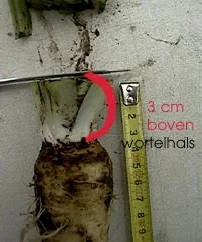 Kutt ved 3 cm