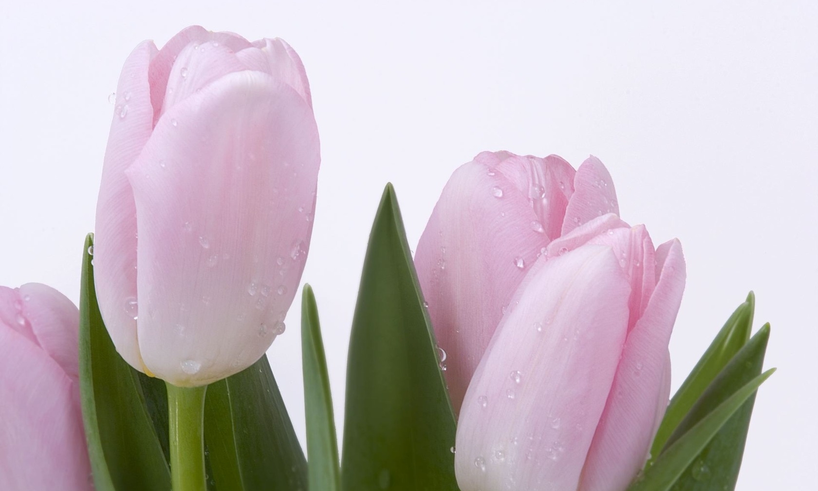 pink-tulips-1849.jpg