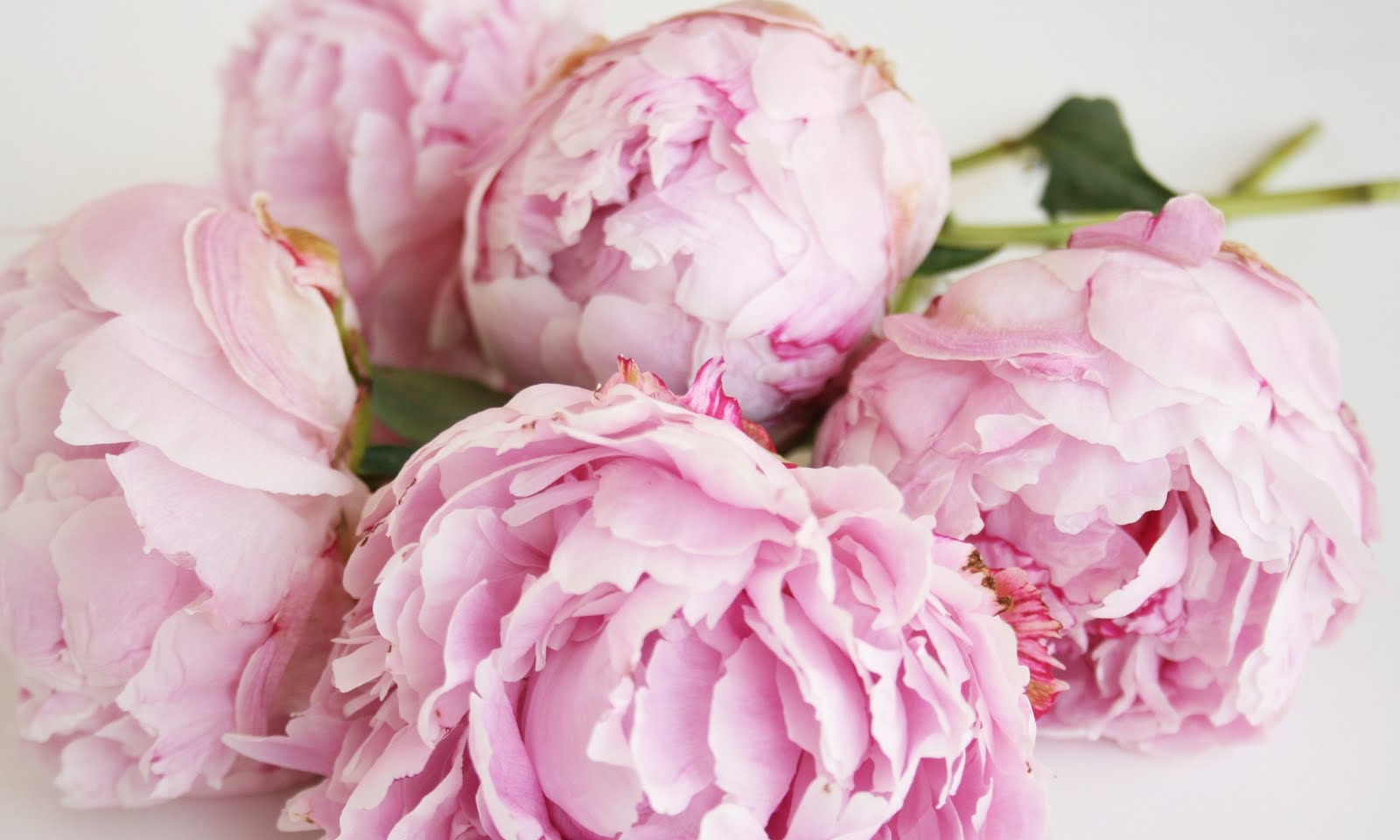 peonies2.jpg