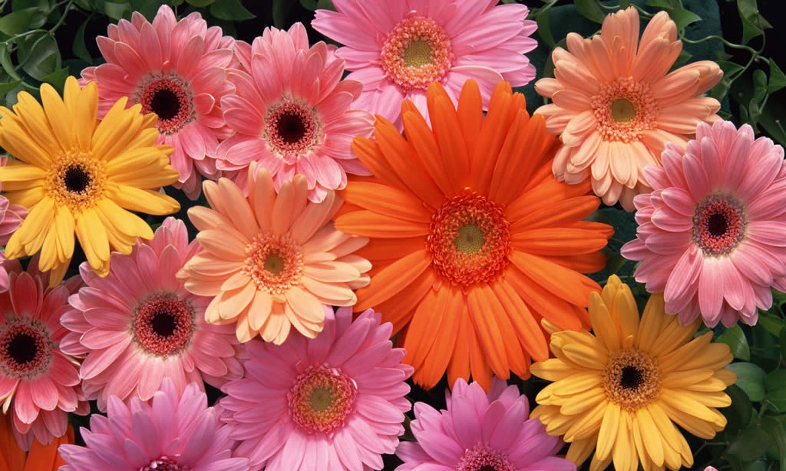 gerbera-daisy-5a.jpg