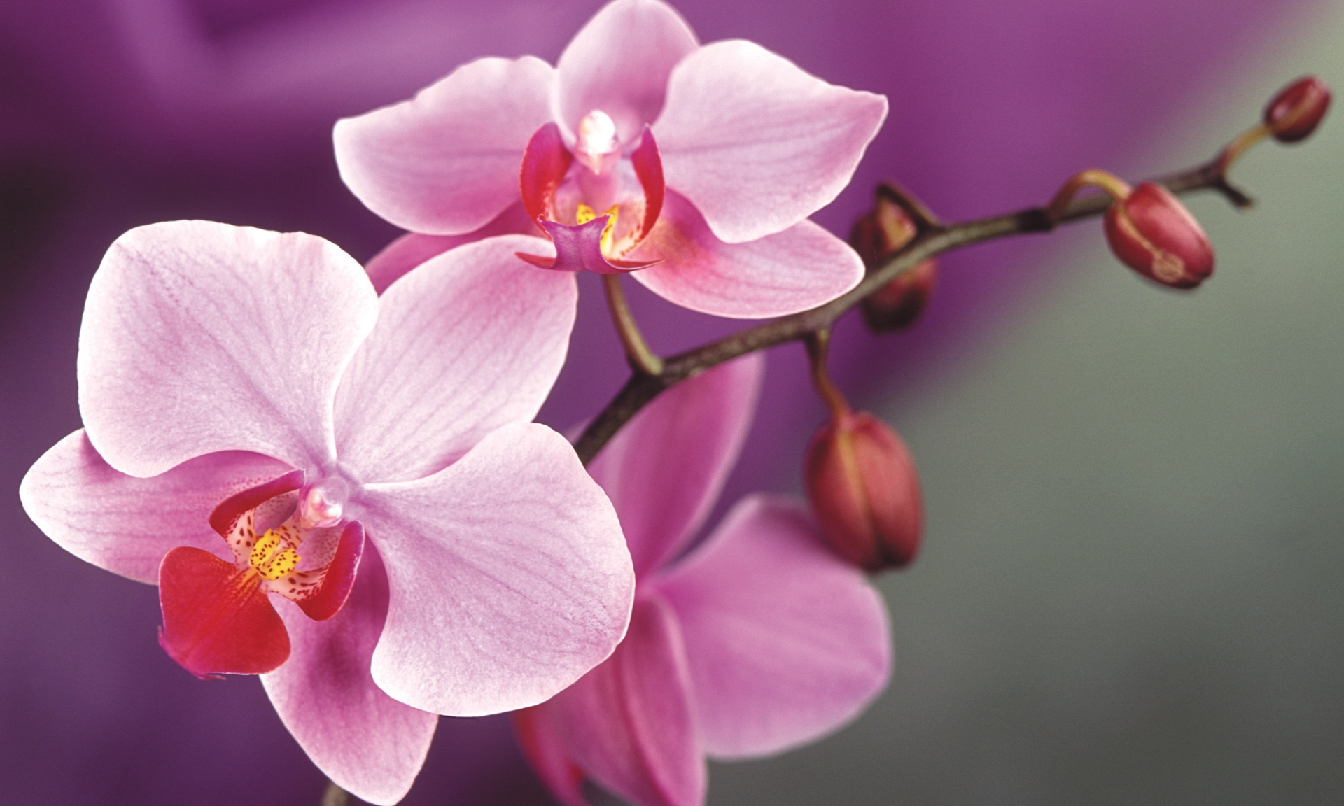 6997267-pink-orchids-macro.jpg