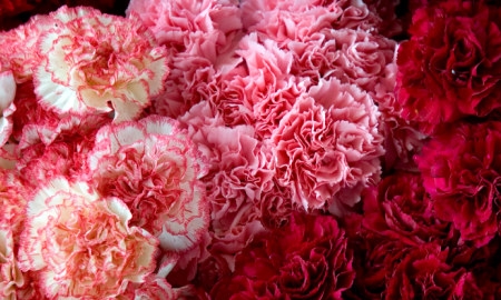 pink-red-carnations.jpg