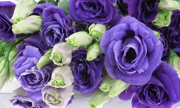 lisianthus%20purple.jpg