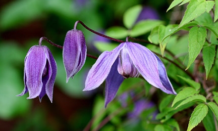 clematis.jpg