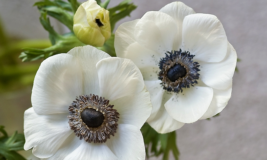 anemone-flowers-for-sale.jpg