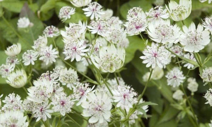 astrantia.jpg