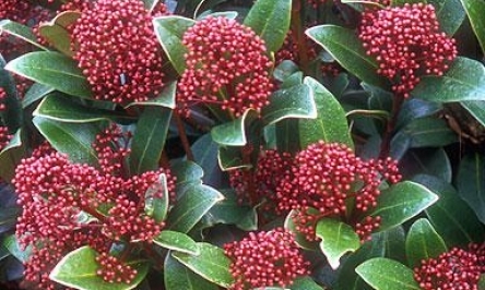 skimmia-pic-444x275.jpg