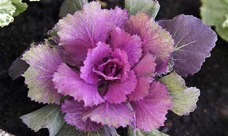 Brassica-oleracea_1809408c.jpg