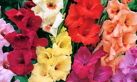 Gladiolus-Regular-%20Mix.jpg