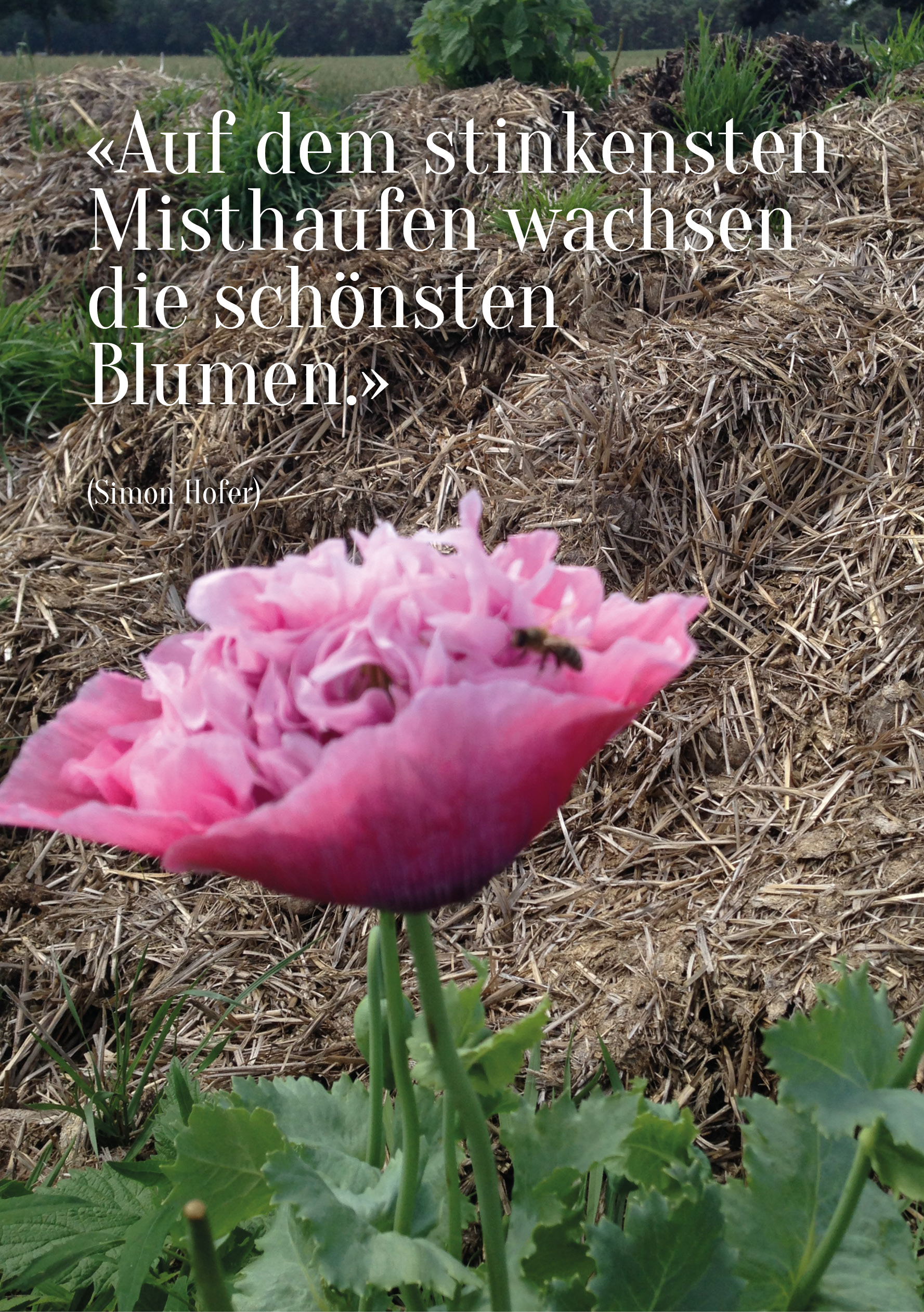 Spruch132.jpg