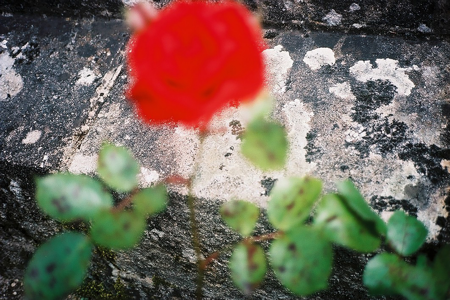 16 A rose grows on the war monument.jpg