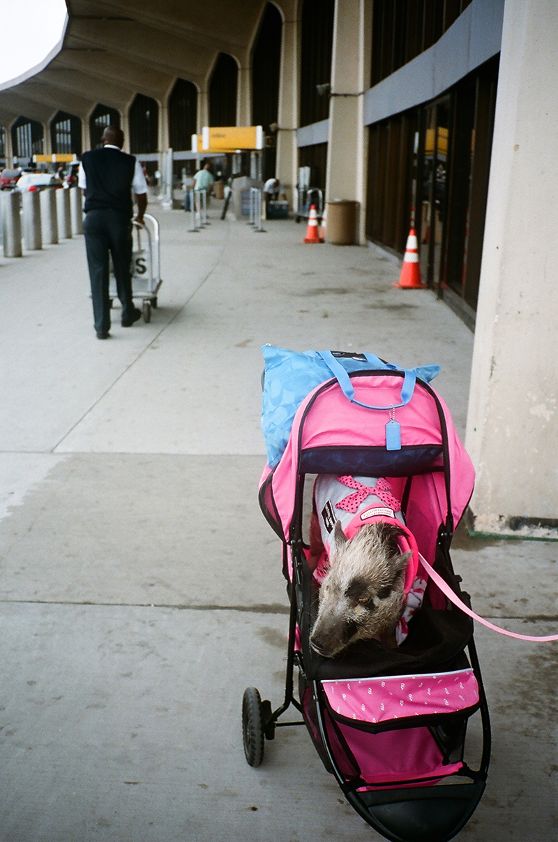 Pig at airport in stroller.2.jpg