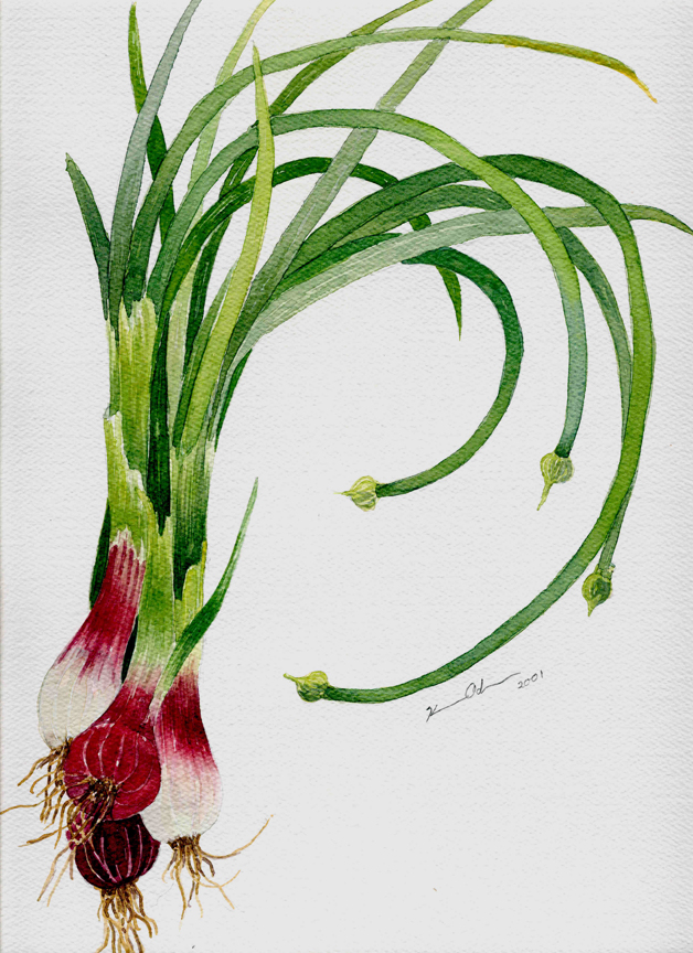 Onion   12 x 16   Watercolor on Paper (sold)