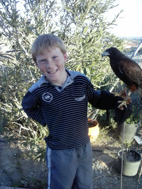 the hawk experience is open to all ages - a wildlife event like no other in almeria