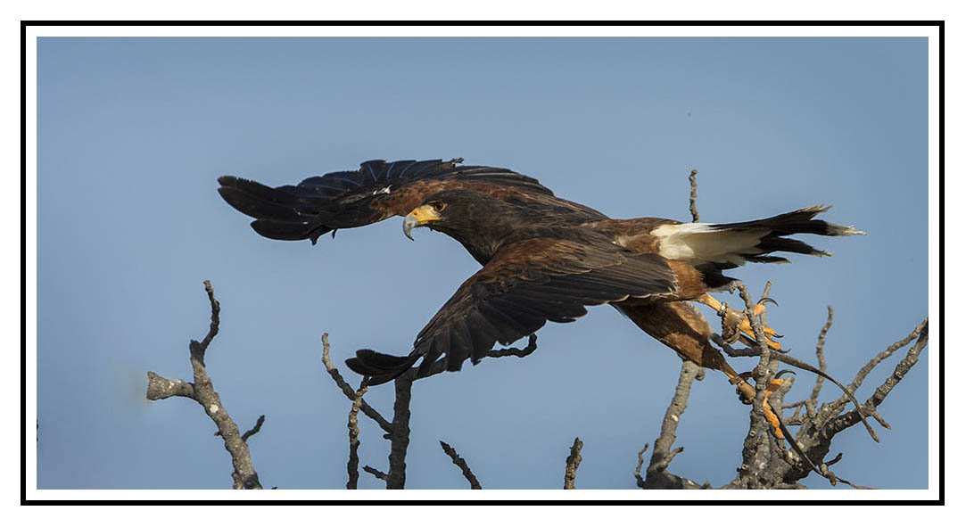 Soli flying towards you as you become the falconer...