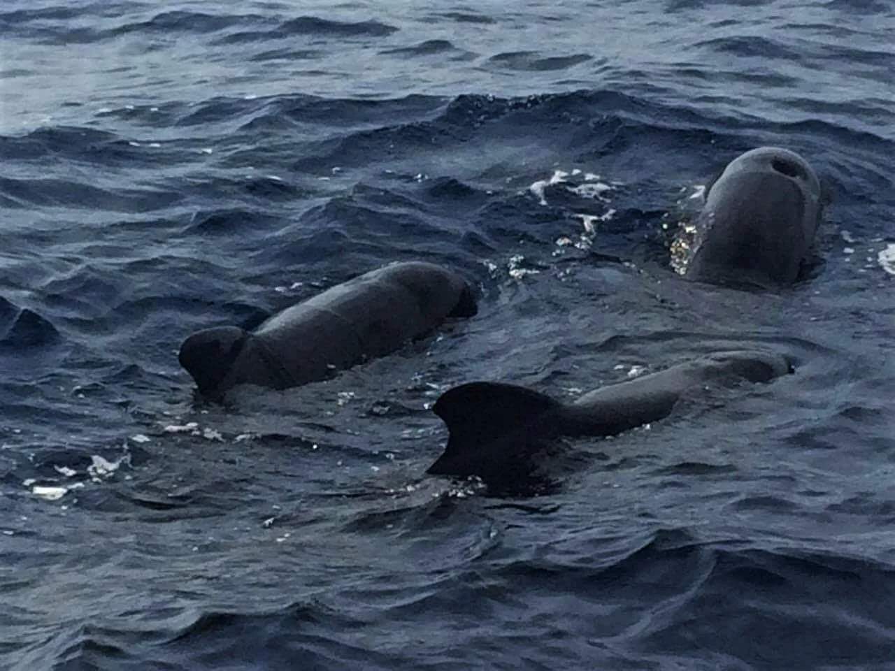 What a delightful sight, three pilot whales bask alongside the boat