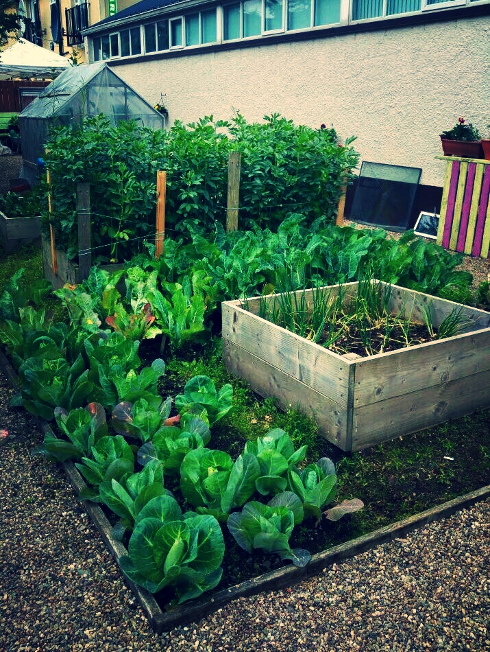 Growing food and fun in the heart of Campsie.