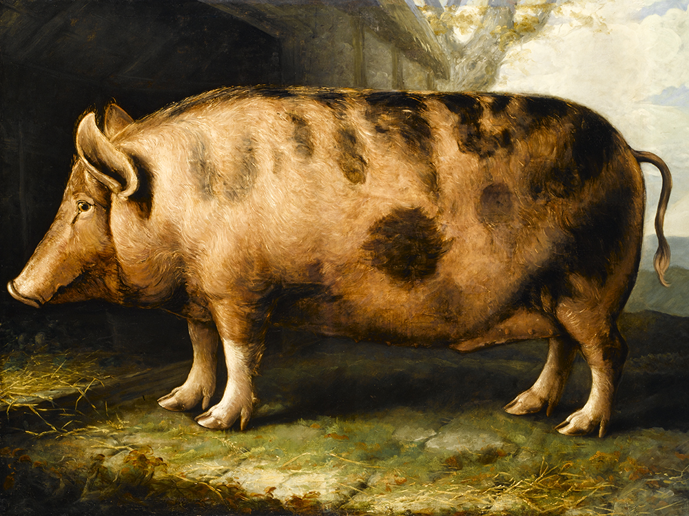 HANNAHS_PLAN_Wildschwein.jpeg