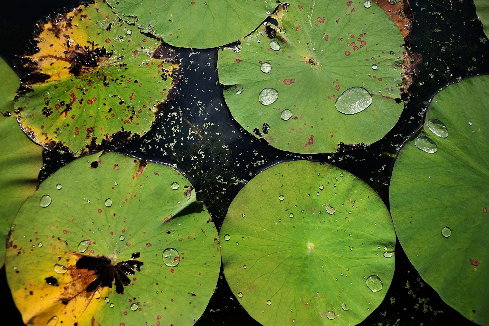 lilly-2-lr.jpg