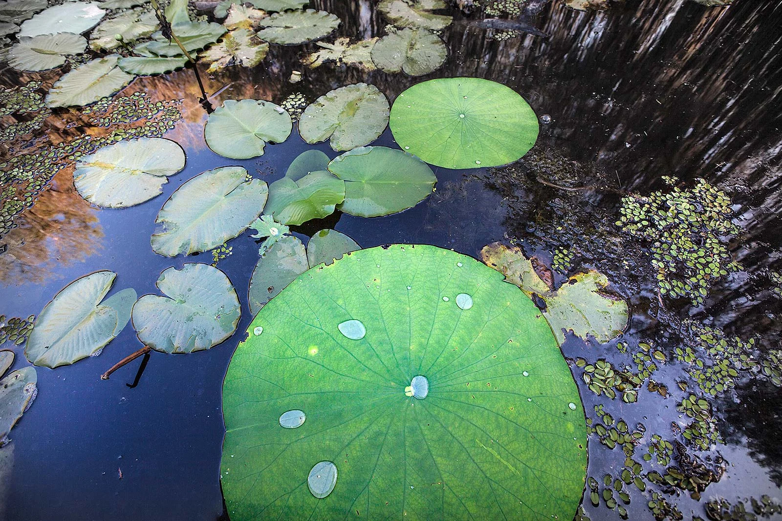 lily-lr1600px-2015.jpg