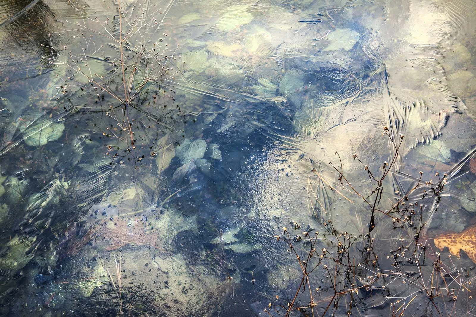 leaves and ice_4791 1600px.jpg