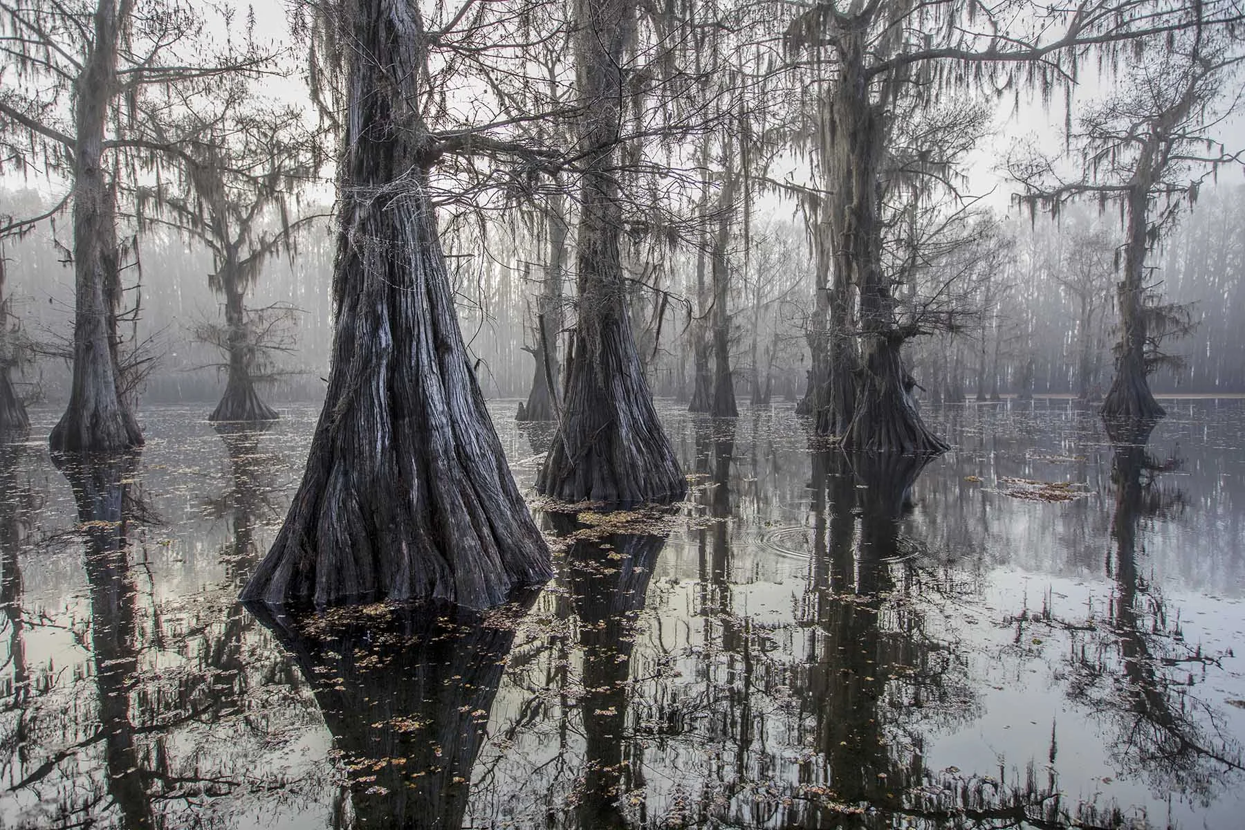 Cypress Trees: These Bald Cypress trees have lost all of their foliage but the Spanish Moss keeps them from looking completely barren.