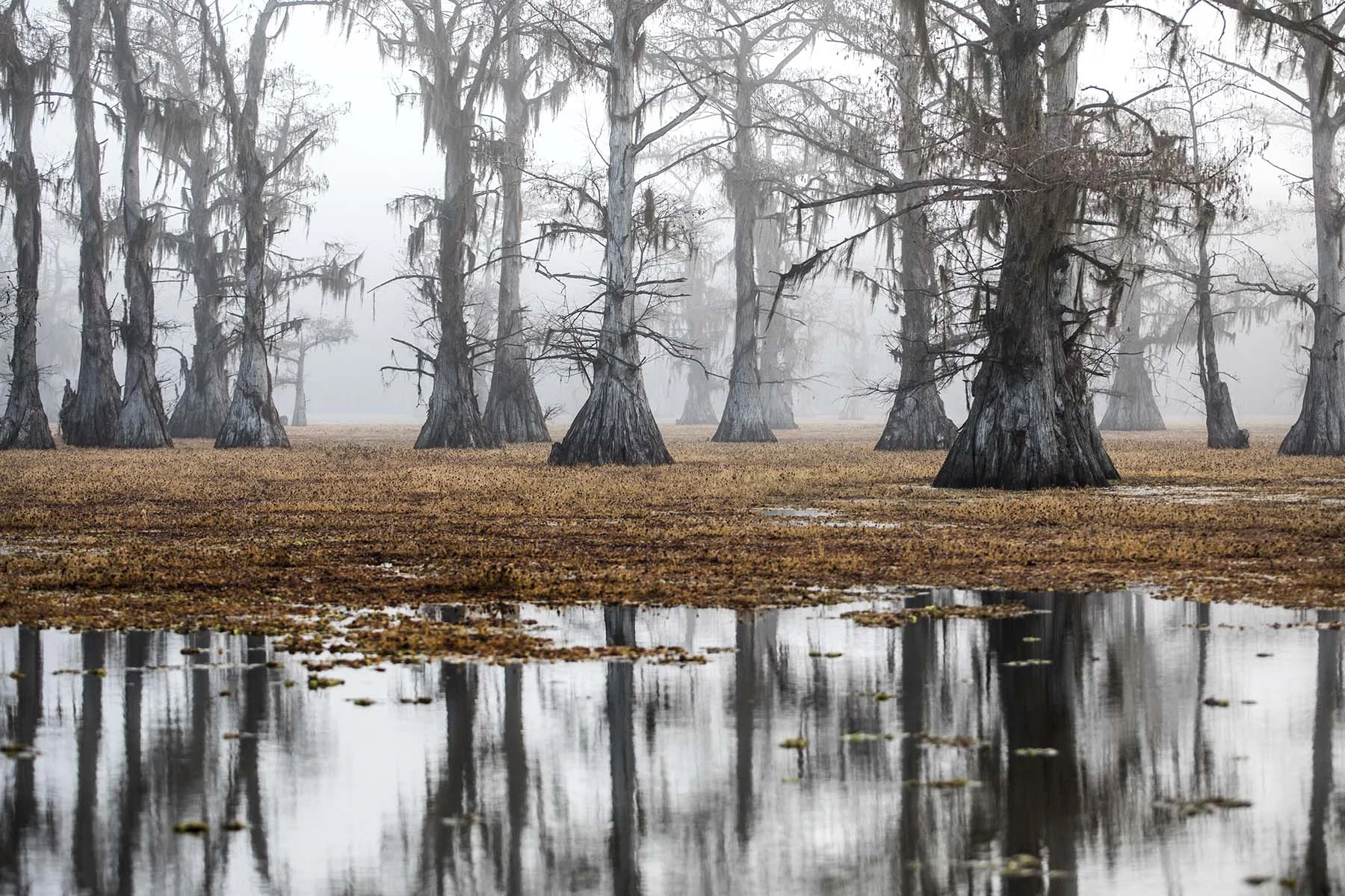 I like how the winter vegetation creates what appears to be a floating island, although at a high cost. The vegetation, Giant Salvinia, is actually an invasive species from South America that has strangled many of the native plants here and at other wetlands throughout the southern United States.