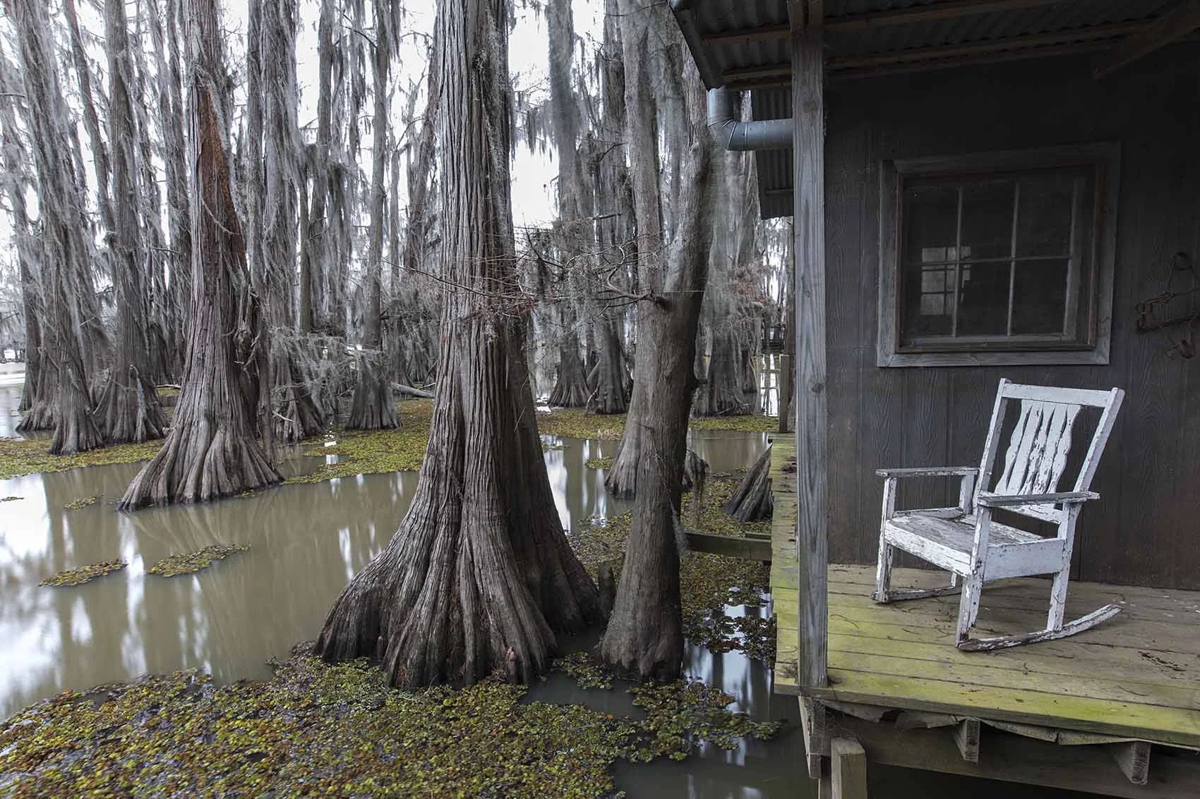 swamp N72A2765 1700px.jpg