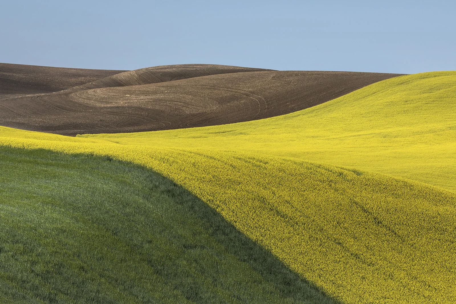 Washington State — Canola Fields
