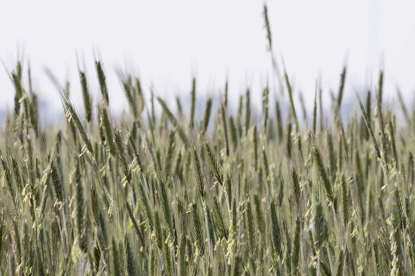 Deshler, Ohio — Rye grass pollen sacks ready for harvest