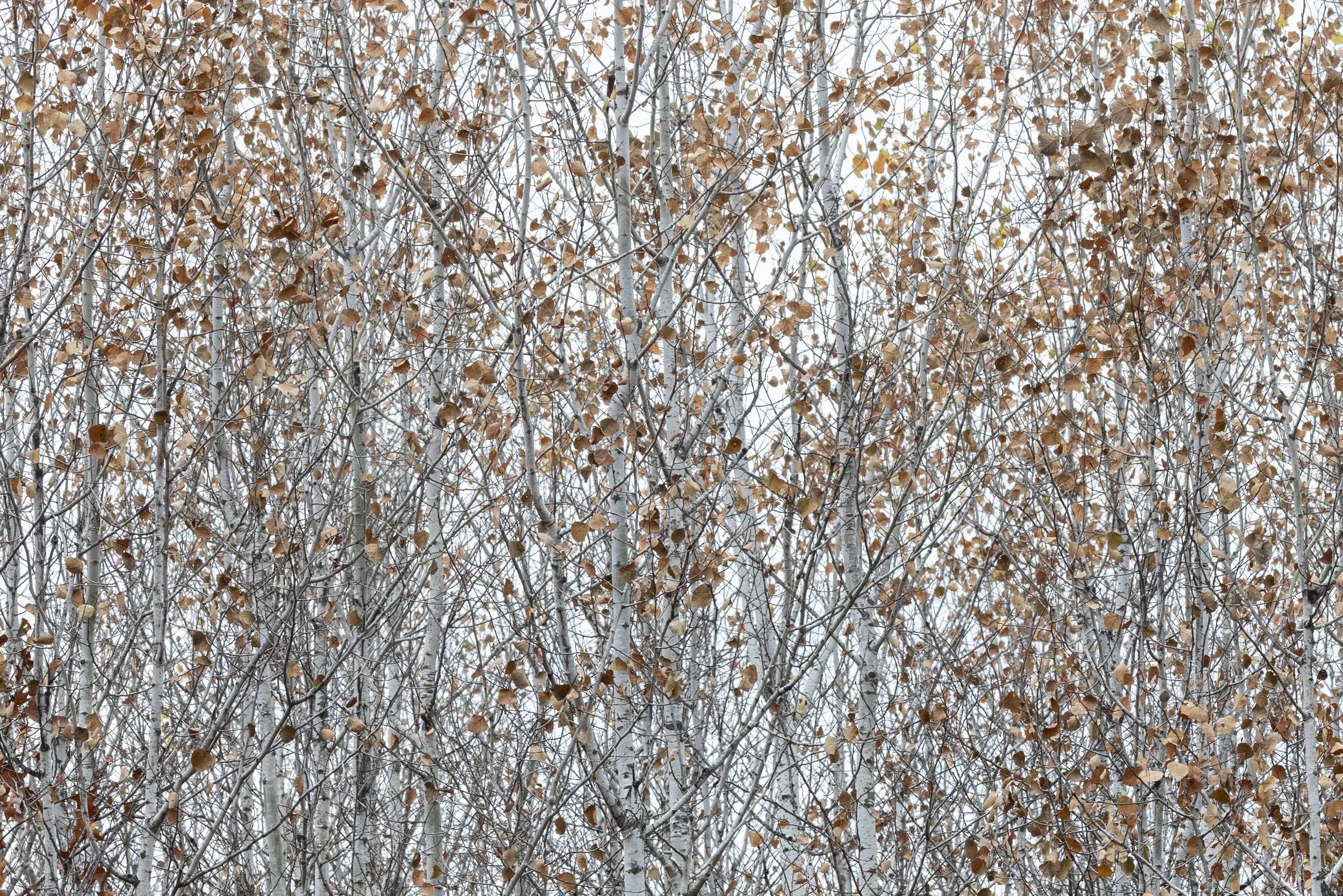 Trees-7E7A1437-crop-3500px-Clark_Most.jpg