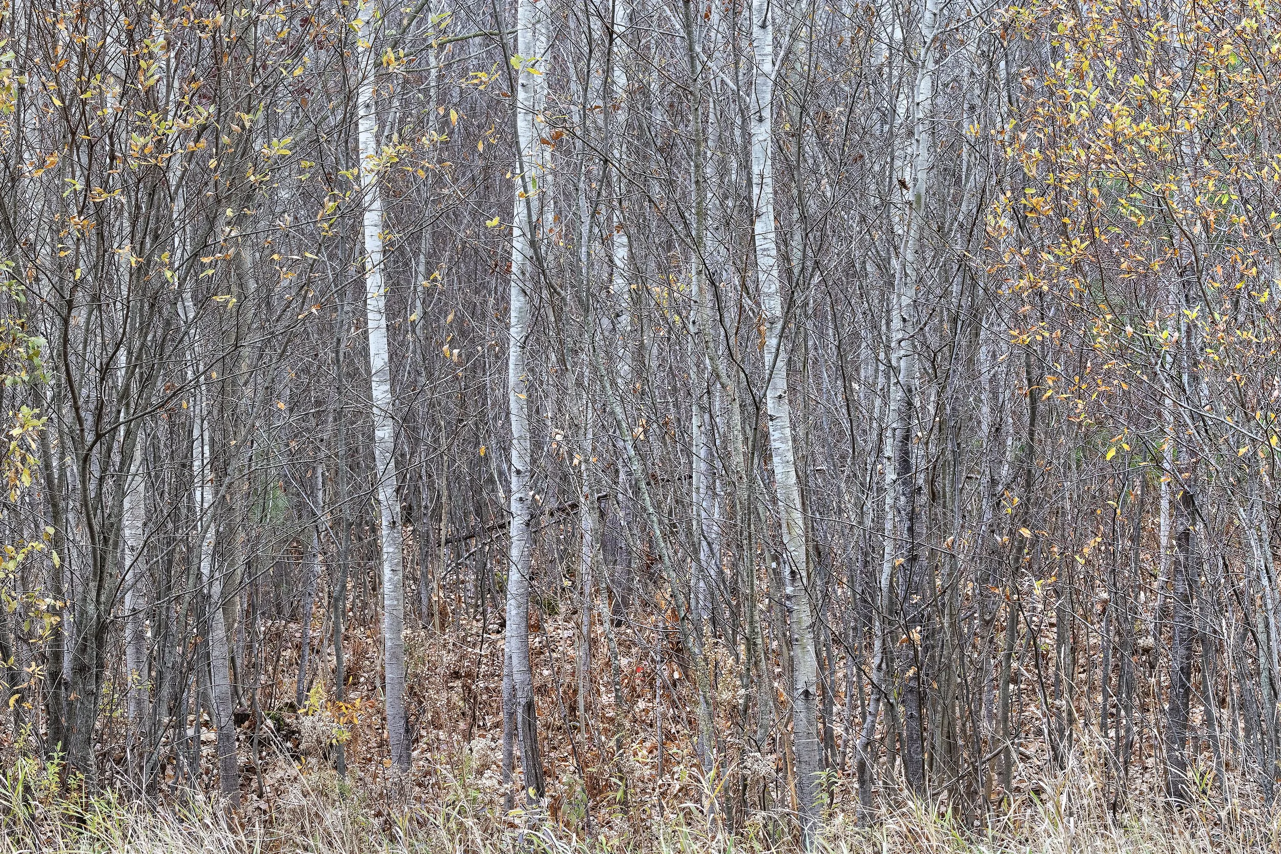 Trees-7E7A1418-crop-3500px-clark_most.jpg